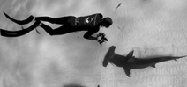 Video: Sharks of Bimini Photo