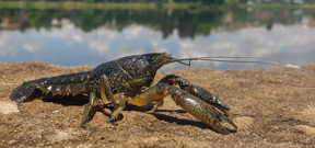 A crayfish from the American south is cloning itself and taking over Europe Photo