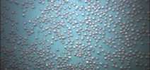 Video: Swarm of red pelagic tuna crabs carpet the seafloor Photo