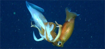 A new study explores the deep sea food chain Photo