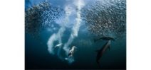 Underwater photos snag top places in NG Nature Photographer of the Year contest Photo