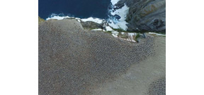 Mega colony of 1.5 million penguins discovered by drone in Antarctic Photo