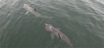 Video: Basking sharks filmed from air off Gloucester Photo