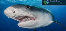 Earth Touch: Shark Week encounters Photo