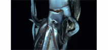 Scientists collect three miniature giant squid Photo