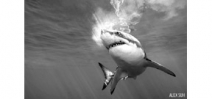 Scuba Diving shares 16 shark image submissions for shark week Photo