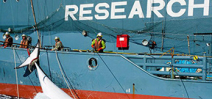 Japan in the dock: Australia and New Zealand go to court over whaling Photo