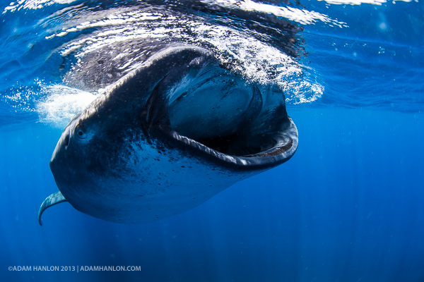 Whale Sharks Expedition on Wetpixel