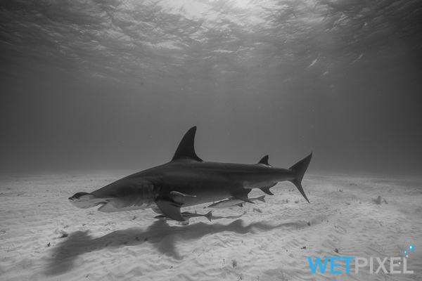 hammerhead sharks on Wetpixel