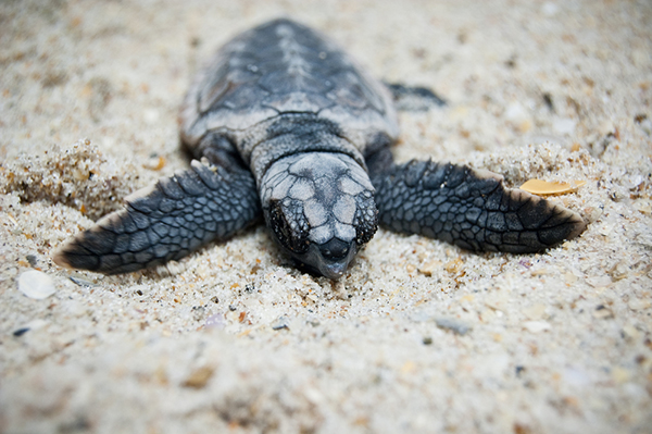 Turtle hatchling from Shutterstock