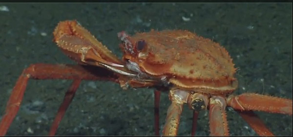MBARI crab on Wetpixel