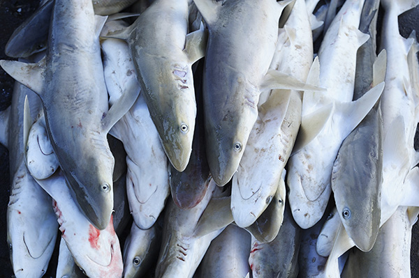 Shark market from Shutterstock